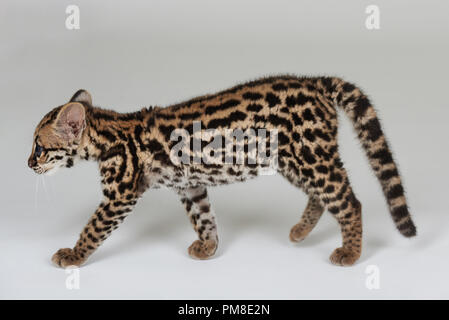 Il gatto selvatico a piedi su sfondo bianco vista laterale isolato Foto Stock