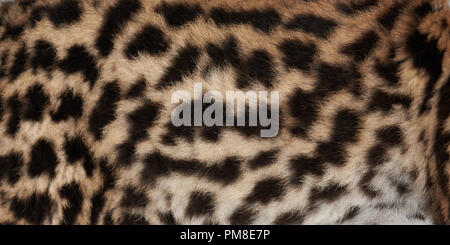 Wild Cat Fur texture vista ravvicinata. Leopard sfondo della pelle Foto Stock