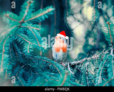 Uccellino Robin nel cappuccio rosso in seduta i rami di un albero di Natale in winter Park su una chiara holiday Foto Stock