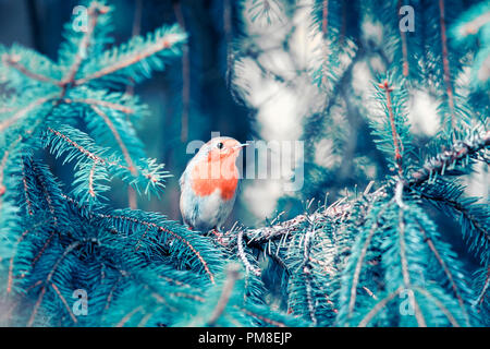 Buffo uccello piccolo Robin seduto nei rami di un albero di Natale in winter Park su una chiara holiday Foto Stock