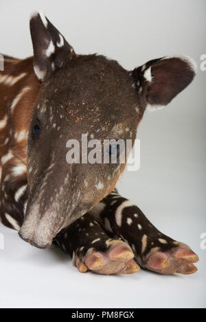 Testa di baby tapiro isolati su sfondo bianco Foto Stock