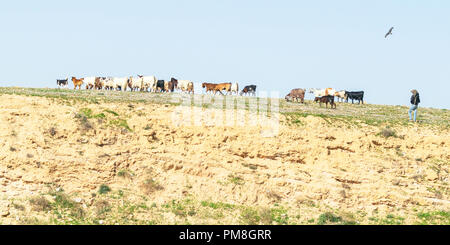 Un beduino e i suoi due cani di movimentazione di un gregge di capre su un tappeto di fiori selvatici nel Neghev con un aquilone nero raptor di uccelli nel cielo sopra Foto Stock