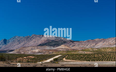 Oliveto a Langeberg, Klein Karoo, Sud Africa Foto Stock