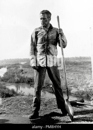 (Archival Classic Cinema - Paul Newman Retrospective) Paul Newman, 'Cool Hand Luke' 1967 Warner file Reference # 31510 060THA Foto Stock