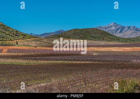 Fiori sul ciglio della strada, Route 62, Klein Karoo, Sud Africa Foto Stock