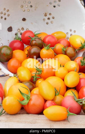 Pomodori nel colino. Pomodori di casa appena raccolti (Solanum lycopersicum - Chadwick's Cherry e Black Zebra in smalto colander, Regno Unito Foto Stock