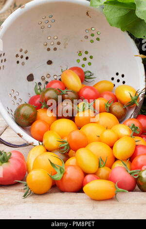 Pomodori nel colino. Pomodori di casa appena raccolti (Solanum lycopersicum - Chadwick's Cherry e Black Zebra in smalto colander, Regno Unito Foto Stock