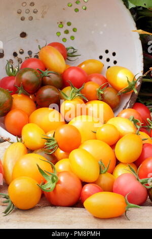 Pomodori nel colino. Pomodori di casa appena raccolti (Solanum lycopersicum - Chadwick's Cherry e Black Zebra in smalto colander, Regno Unito Foto Stock