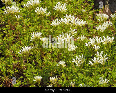 Tappeto di fiori bianchi di Mossy Sassifraga (Saxifraga hypnoides) Ariège Pyrénées, Francia Foto Stock