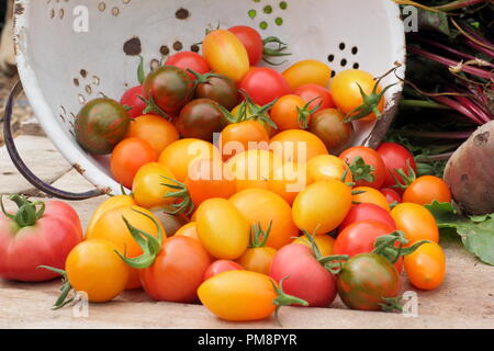 Pomodori nel colino. Pomodori di casa appena raccolti (Solanum lycopersicum - Chadwick's Cherry e Black Zebra in smalto colander, Regno Unito Foto Stock