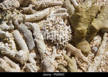 Primo piano di bianco corallo morto lavato fino ad una spiaggia di sabbia Foto Stock