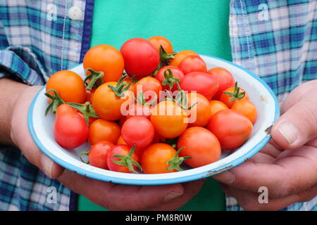 Solanum lycopersicum. Giardiniere con pomodori di casa appena raccolti. REGNO UNITO Foto Stock