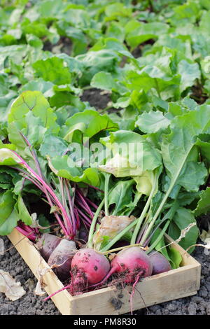 Varietà di barbabietole Boltardy e Chioggia appena raccolte in un vassoio di legno, luglio, Regno Unito Foto Stock