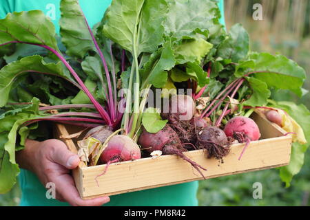 Beta vulgaris. Azienda maschile di recente raccolta di varietà di barbabietole Boltardy e Chioggia coltivate in un vassoio di legno, luglio, Regno Unito Foto Stock