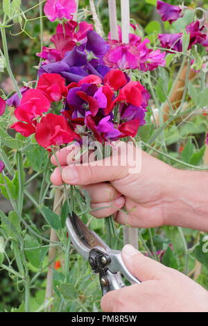 Lathyrus odoratus. Il taglio di pisello dolce fiori in un giardino inglese in estate, REGNO UNITO Foto Stock