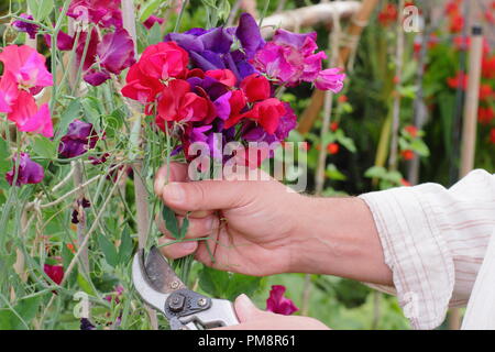 Lathyrus odoratus. Il taglio di pisello dolce fiori in un giardino inglese in estate, REGNO UNITO Foto Stock