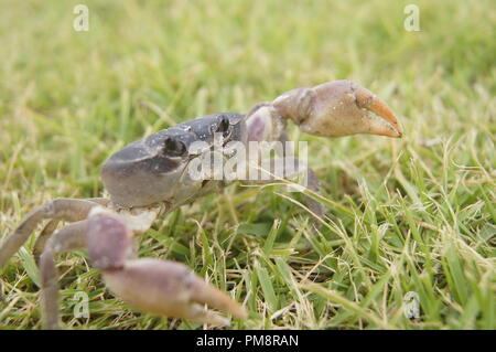 Cardisma guanhumi piccolo blu dei Caraibi granchio terrestre di sfuggire dalla fotocamera su un cerotto di erba Foto Stock