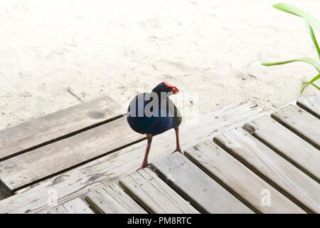 Australasian swamphen (Porphyrio melanotus) o pukeko, è una specie di swamphen trovati in Oceania e Polinesia Foto Stock