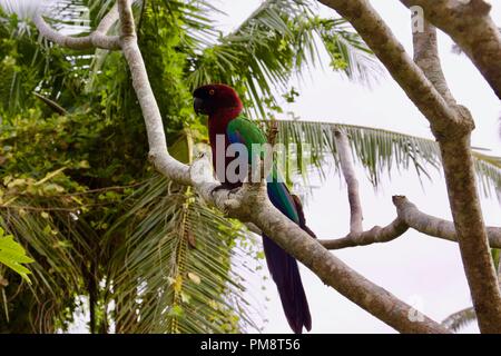 Il marrone rossiccio shining parrot (Prosopeia tabuensis) o rosso splendente-pappagallo è endemico a Figi e Tonga Foto Stock