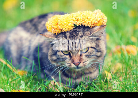 Ritratto del Gatto sdraiato sul prato di giardino d'autunno. Cat coronata con la coroncina di fiori Foto Stock