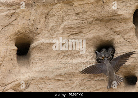 Sabbia martins (Riparia Riparia) a un naturale colonia nidificazione in arenaria di sbriciolamento, nelle Highlands Scozzesi. Foto Stock