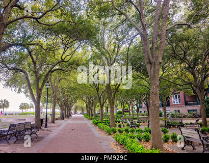 Viale alberato di marciapiedi border Waterfront Park, 5 aprile 2015, a Charleston, Carolina del Sud. Foto Stock