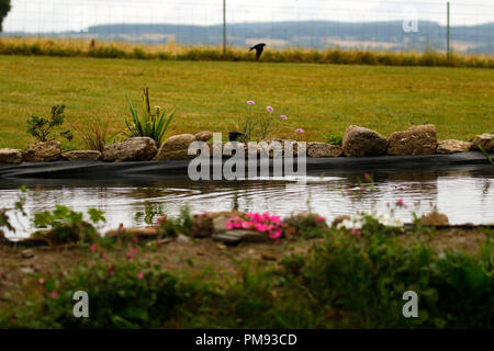Rondini splash dipping Foto Stock