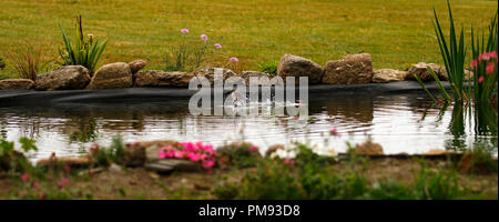 Rondini splash dipping Foto Stock