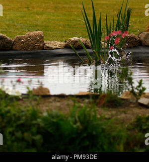 Rondini splash dipping Foto Stock