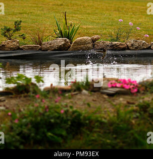Rondini splash dipping Foto Stock