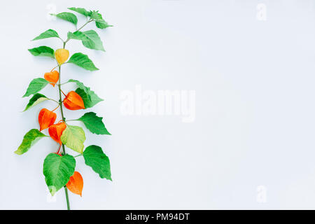 Fiore di arancia di physalis alkekengi isolati su sfondo bianco. Withania somnifera. Ashwagandha. Lanterna cinese piante, Lanterna giapponese, vescica c Foto Stock
