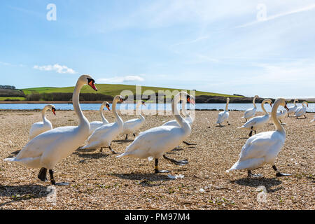 Marciando cigni al momento del pasto, Abbotsbury Swannery, Dorset, Regno Unito Foto Stock