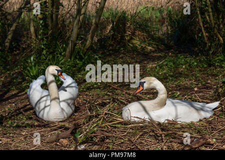 La nidificazione dei cigni, Abbotsbury Swannery, Dorset, Regno Unito Foto Stock
