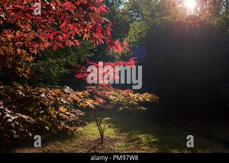 Acer giapponese albero in autunno Foto Stock