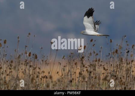 Albanella reale (Circus cyaneus), maschio adulto in volo Foto Stock