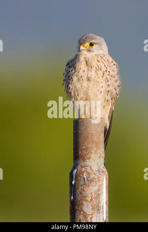 Grillaio (Falco naumanni), immaturi in piedi su un post Foto Stock