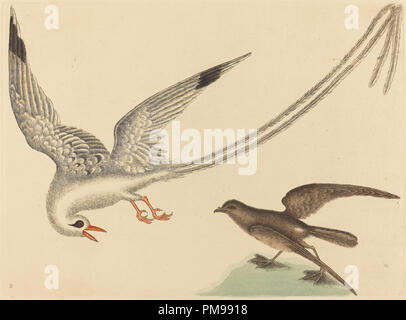 La Viper-bocca (Silurus cataphractus). Data: pubblicato 1731-1743. Dimensioni: piastra: 26 x 35,7 cm (10 1/4 x 14 1/16 in.) foglio: 35,6 x 53,8 cm (14 x 21 3/16 in.). Medium: colorate a mano incisioni su carta vergata. Museo: National Gallery of Art di Washington DC. Autore: Mark Catesby. Foto Stock