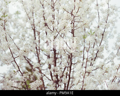 Bianco e Snowy fiorente albero del sud Foto Stock