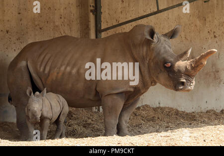 Ramat Gan, Israele città costiera di Tel Aviv. Xvii Sep, 2018. A tre settimane di età rinoceronte bianco sorge accanto a sua madre Tanda a Ramat Gan Safari Park, un open-air zoo vicino israeliano città costiera di Tel Aviv, sul Sett. 17, 2018. Il Ramat Gan Safari Park è il principale zoo della zona di Tel Aviv e ospita la più grande collezione di animali in Medio Oriente. Credito: JINI/Gedeone Markowicz/Xinhua/Alamy Live News Foto Stock