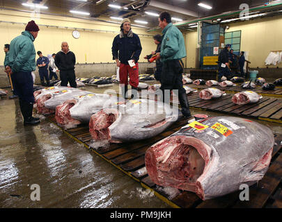 Tokyo, Giappone. 21 feb 2006. Commercianti esaminare tonni durante un'asta al mercato del pesce Tsukiji a Tokyo in Giappone, 21 febbraio 2006. Tsukiji è il più grande mercato del pesce nel mondo. Le vendite giornaliere di 2.500 tonnellate di pesce importo a 23 milioni di euro. Credito: Tim Brakemeier | in tutto il mondo di utilizzo/dpa/Alamy Live News Foto Stock