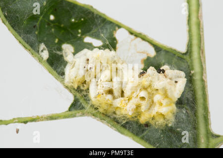 Bozzoli di larve di parassiti wasp, Cotesia glomerata. La Wasp depone le uova all'interno di un Caterpillar e le larve si sviluppano all'interno di esso, in definitiva Foto Stock