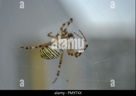 Wasp ragno con cacciate vola sul web Foto Stock