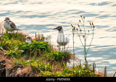 Gabbiani in piedi su un prato in riva al lago Foto Stock