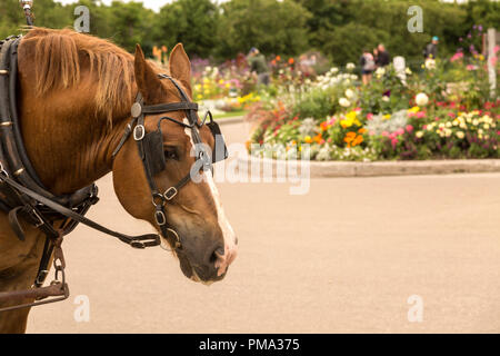 Close up, vista di profilo della testa di cavallo e mane. Giardini colorati di Mackinac fade al di là. Foto Stock