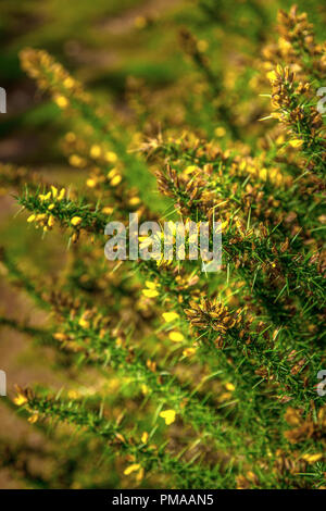 Flowerbuds vibrante crescita selvaggia in Clent Hills Foto Stock