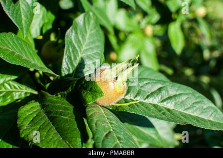 Comune di nespola foglie e frutta sul ramo di albero closeup nella giornata di sole Foto Stock