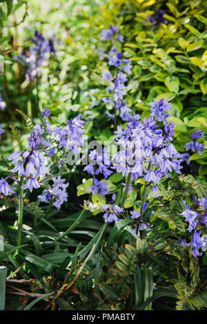 Bella blu / viola Bluebell fiori che crescono in un giardino inglese in primavera in una giornata soleggiata, circondato da felci e verde Foto Stock