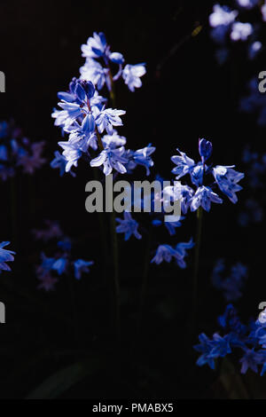 Bella blu / viola Bluebell fiori isolati contro uno sfondo nero. Illuminazione drammatica. Foto Stock