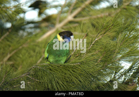 L'anello australiano collo (Barnardius zonarius) è un pappagallo nativa per l'Australia. Visto qui appollaiato in un albero in outback Australia Occidentale. Foto Stock