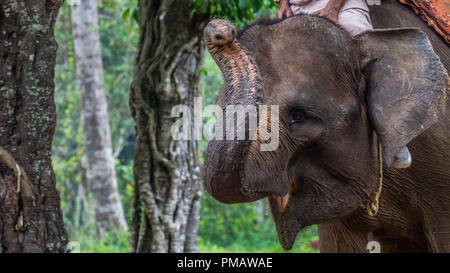 Sumatra equitazione elefante attrazione a un parco di conservazione in Indonesia